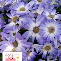 サイネリア,紫の花,お花屋さんにて,美しき青きドヨウ,土曜日は青の日の画像