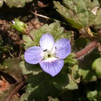 オオイヌノフグリ,オオイヌノフグリ,ローズマリー,ローズマリー,星の瞳の画像