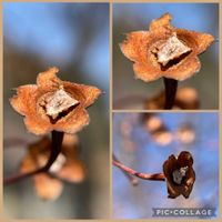 エゴノキ,冬芽と葉痕,エゴノキの果実殻,エゴノキの果実殻,果実の殻の画像