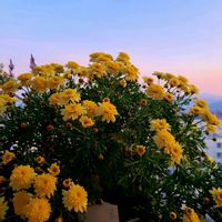 ボンザマーガレット,ボンザマーガレットレモンイエロー,ベランダの画像