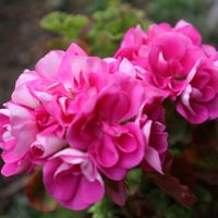 ゼラニウム,小さな庭の画像