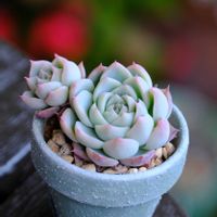 多肉植物,ベランダガーデニング,多肉植物のある暮らし,癒し…♡,可愛い❤の画像