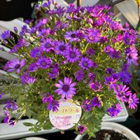 サイネリア,ペリカリス,ペリカリス フルーエトワール,お花,花のある暮らしの画像