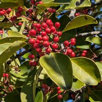 クロガネモチ,歩くの大好き♡の画像