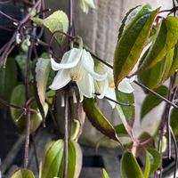 クレマチス,クレマチス アンスンエンシス,クレマチス アンスンエンシス,白いお花,ベル型の花の画像