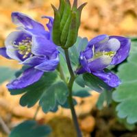 ミヤマオダマキ,高山植物,深山苧環,山野草,多年草の画像