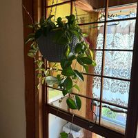 ホヤ・カルノーサ,ストロマンテ・トリオスター,奄美大島,ぜんぶ和室,和室の画像