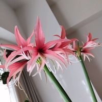 アマリリス,アマリリス,元マジックアマリリス,マジックアマリリスピンクサイビスター,その他部屋の画像