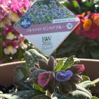 プルモナリア,PW,PW育てた,PWアンバサダーの画像