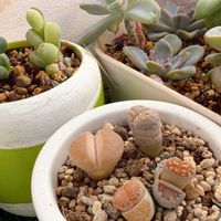 リトープス,淡雪,斑入り,レーマニー錦,多肉ちゃんの画像