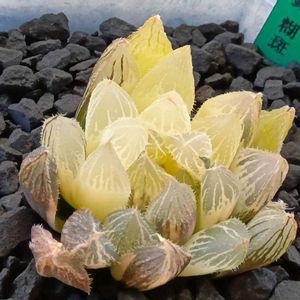 紅ベヌスタ錦 糊斑,ハオルチア属,多肉ちゃん,ボタニカルライフ,ベランダーの画像