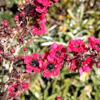 ギョリュウバイ,ギョリュウバイ,チーム愛知,すずガーデンの画像