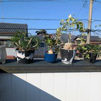 フォッケア・エデュリス,アデニア・グラウカ,アデニア・グラウカ,火星人,キリンドリフォリアの画像