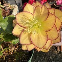 クリスマスローズ ダブル,クリスマスローズ ダブル アプリコット ピコティ,クリスマスローズ ダブル アプリコット ピコティ,花のある暮らし,お楽しみ❀.(*´▽`*)❀.の画像