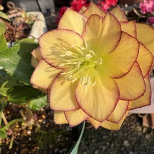 クリスマスローズ ダブル,クリスマスローズ ダブル アプリコット ピコティ,クリスマスローズ ダブル アプリコット ピコティ,花のある暮らし,お楽しみ❀.(*´▽`*)❀.の画像