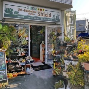 多肉植物,ウラボシ科,ビカクシダ属,食中植物,塊根の画像