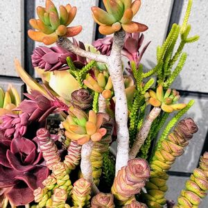 八千代,月兎耳,ピーチプリデ,ヤコブセニー,エケベリア　オータムフレイムの画像