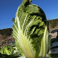 ブロッコリー,ほうれん草,白菜,植物大好き,家庭菜園の画像