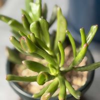 ゴーラム,ゴーラム（宇宙の木）,クラッスラ属,たにくにくにく,春よ来い、早く来いの画像