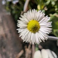 アセビ,デージー,ルピナス,ベロニカ・オックスフォードブルー,畑に育ってる先祖返りした紫ばかりのビオラの画像