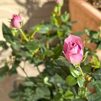 ミニバラ,ミニバラ ラベンダーコルダーナ,ラベンダーコルダナ,バラのつぼみ,ラベンダー色の画像