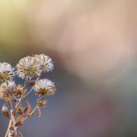 ノコンギク,ノコンギク,フヨウ,フヨウ,赤塚植物園の画像