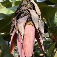 バナナ,バナナ,バナナ,南の島☆⭐︎の画像