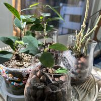 ガジュマル,観葉植物,水耕栽培,アエオニウム属,アオエニウムの画像