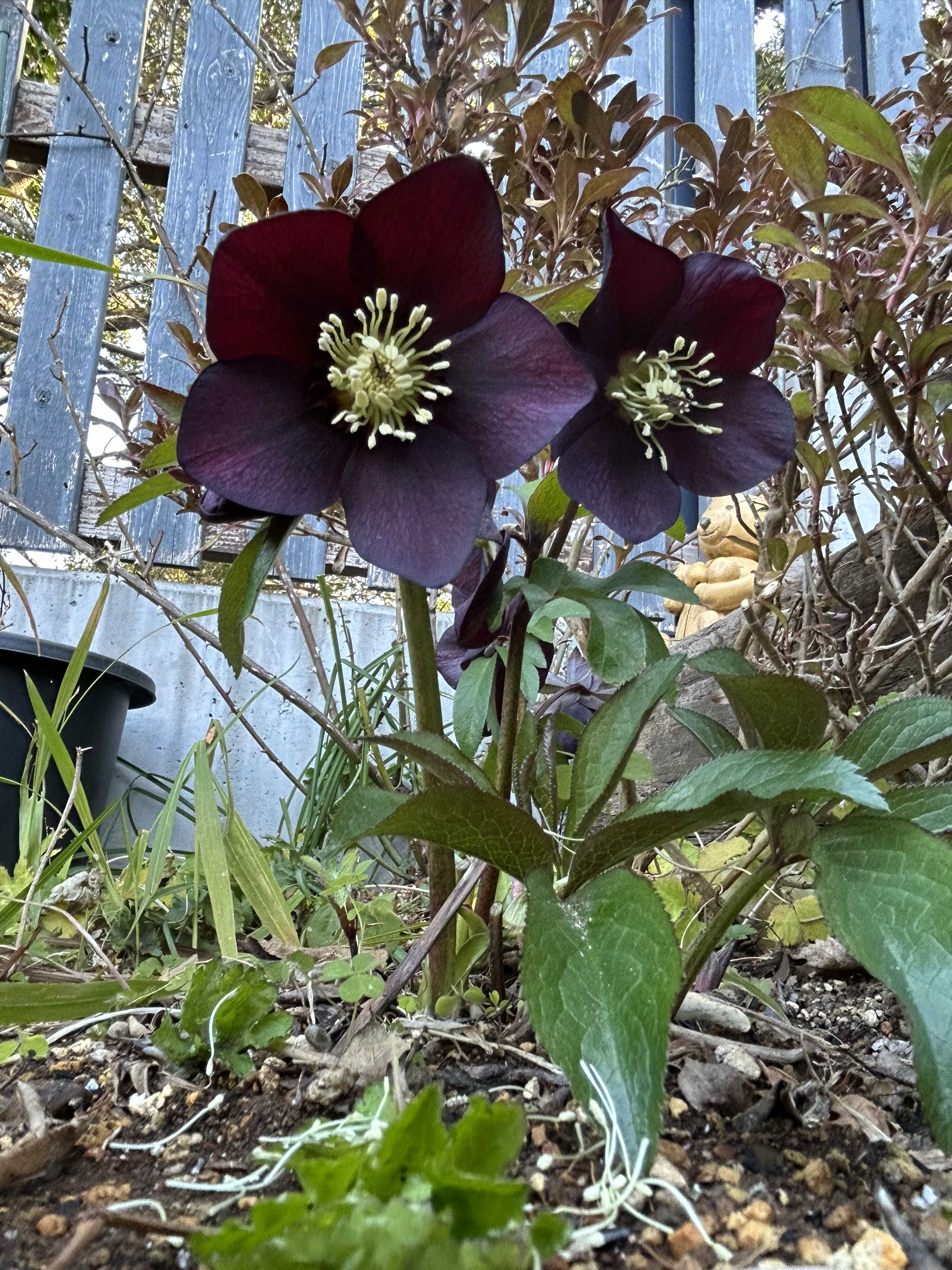 ビフルカツム ビカクシダの森