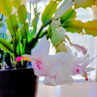 シャコバサボテン,シャコバ サボテン,開花,ガーデニング,花のある暮らしの画像