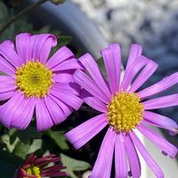 ブラキカム,ブラキカム,ブラキカム,iphone11の画像