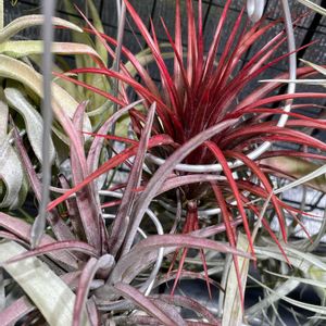 チランジア,t.シャッツリー レッドX,成長記録,エアープランツ/チランジア,エアー プランツの画像