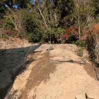 山椒,朝倉山椒,朝倉さんしょう（実さんしょう）の画像