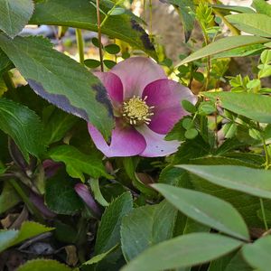 花のある暮らし,放置栽培,チーム愛知,チーム宮崎,庭の画像