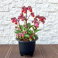 カランコエ,カランコエウェンディ,多肉植物,多肉女子,ベル型の花の画像