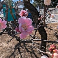 ウメ,思いのまま,梅(うめ),咲き分け,畑の画像