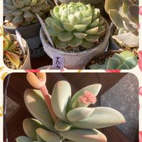 神刀,ホワイトフェニックスの画像