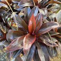 コルジリネの画像