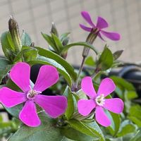 シレネ,シレネ,ベランダの画像