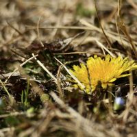 タンポポ,自然観察,散策の画像