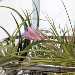 エアプランツの画像