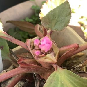 ヒマラヤユキノシタ,ヒマラヤユキノシタ,ヒマラヤユキノシタ,花芽,可愛いの画像