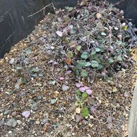 ハートカズラ,植え替えの画像