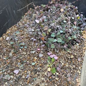 ハートカズラ,植え替えの画像