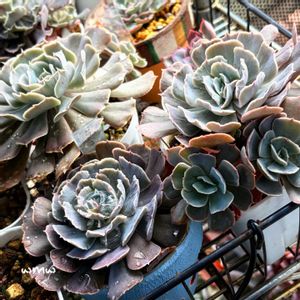 多肉植物,癒される,no green no life,多肉植物のある暮らし,多肉女子の画像