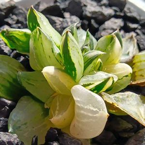 裏般若錦 綴化,ハオルチア属,多肉ちゃん,ボタニカルライフ,新芽の画像