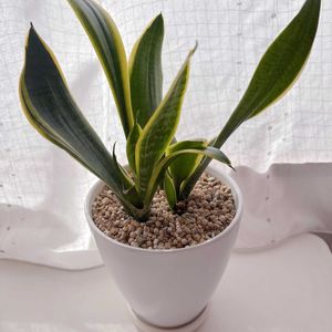 サンスべリア,ダイソー産,猫にも安全な植物の画像