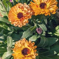 キンセンカ,カレンデュラ・コーヒークリーム,カレンデュラ,寄せ植えの画像