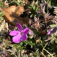 シバザクラ,シバザクラ,ご近所,マイペースに,心穏やかに♡の画像