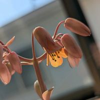 胡蝶の舞,胡蝶の舞,可愛い,季節の花,多肉の開花の画像